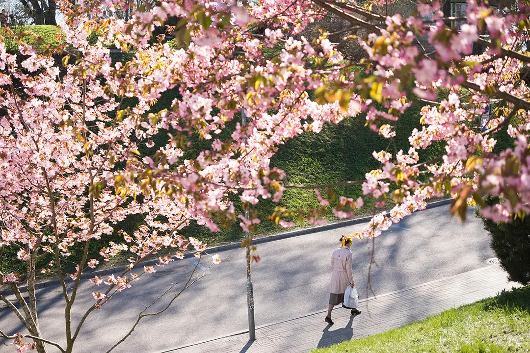 Tallinn attractions in Spring